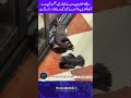 Smart Birds Acting Injured for Free Food 😂🐦