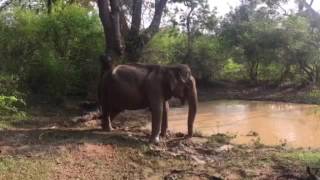 Слон принимает грязевые ванны. Национальный парк Яла, Шри-Ланка. 08.11.2016