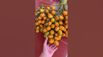 Ngập lụt trồng cây gì?