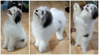 japanese spitz and shih tzu mix