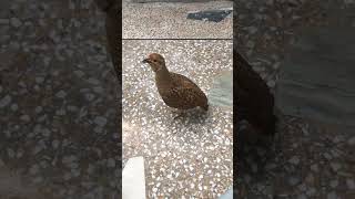 Tanzary #hunting #puppy #englishpointer #germanpointer #animals #tanzara