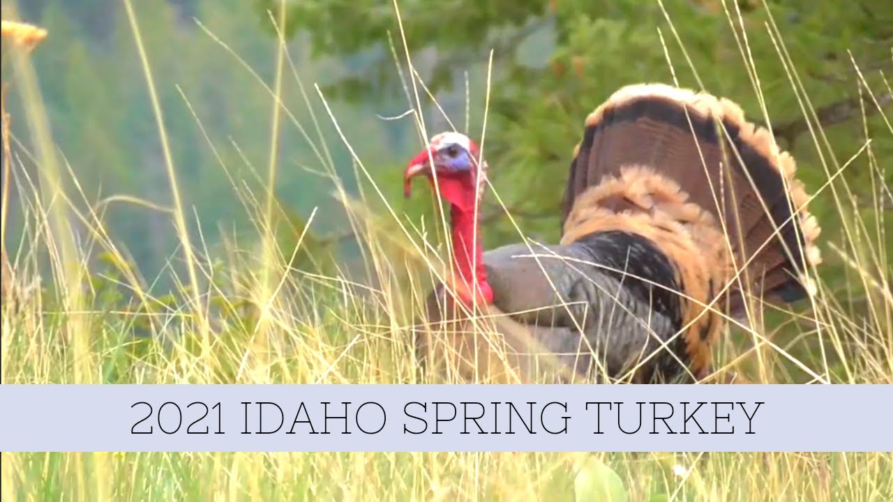 2021 Idaho Spring Turkey/ Bear hiking YouTube