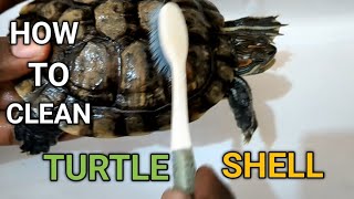 How to Easily Clean a Red Eared Slider