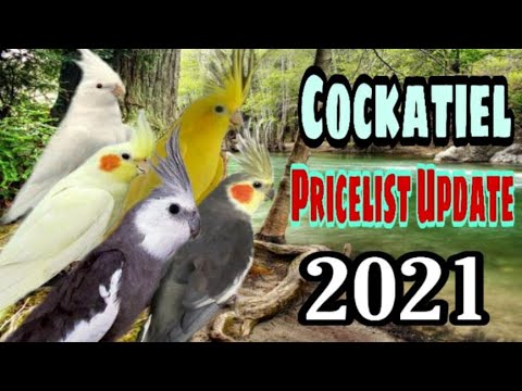 UPDATED PRICELIST OF COCKATIEL IN THE PHILIPPINES YEAR 2021 I COCKATIEL PRICELIST 2021