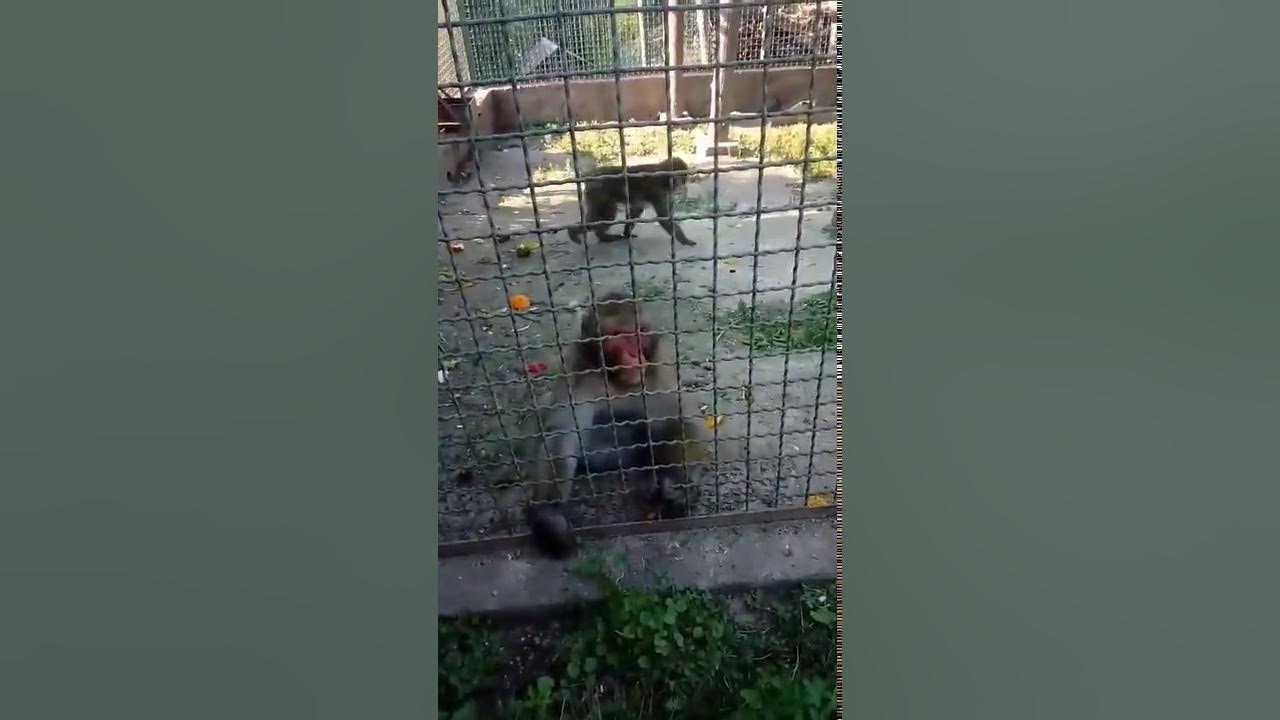 ОБІЗЯНИ - YouTube