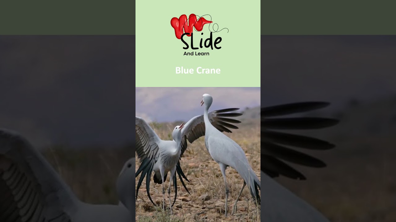 🇿🇦 South Africa’s national bird is the Blue Crane 🐦