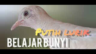 perkutut lokal putih lurik belajar bunyi cocok untuk pancingan