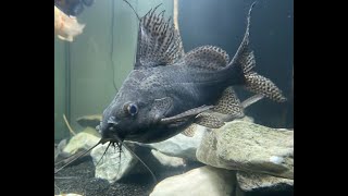 Care for the Featherfin Catfish Upside Down Catfish Synodontis Cat Fish