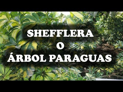 Video: ¿Cómo se llaman los árboles que parecen paraguas?