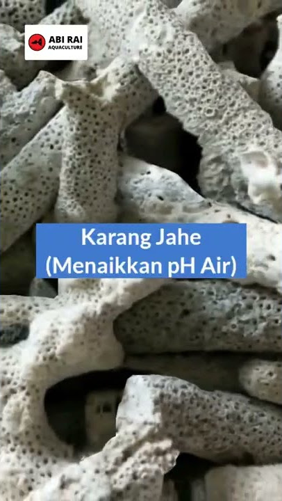 REKOMENDASI MEDIA FILTER AKUARIUM AIR TAWAR MURAH