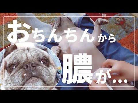 おちんちんから膿が...犬の包皮炎 [アラパグ#8]