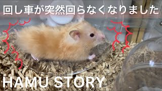 【ハムスター】回し車が突然回らなくなった！原因はあれでした｜ハーモニーホイール｜hamster