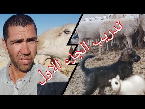 فيديو: كيف تدرب الجرو على القيادة