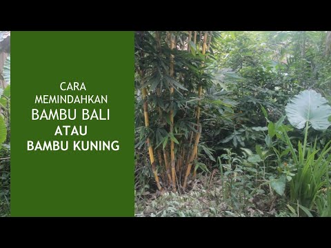 CARA MEMINDAHKAN BAMBU BALI ATAU BAMBU KUNING