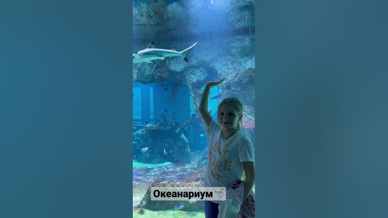 Океанариум Вена Акула - YouTube