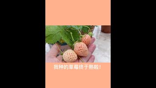 周末好吖！[太阳] 还记得我种的草莓吗？它们终于熟了~ Biu吃了我亲手种的草莓🍓🍓🍓哈哈老母亲流下了感动的泪水！ #c小鹿的vlog#