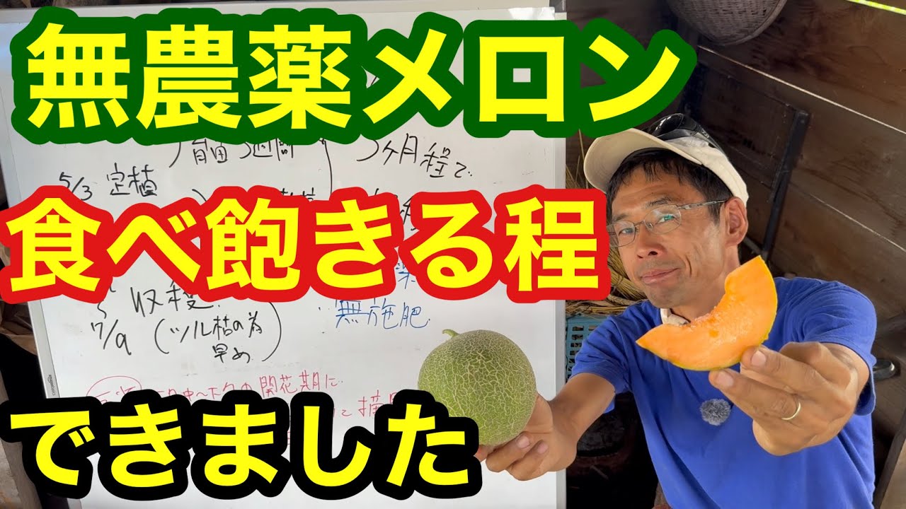 Melon Cultivation] Successes and Lessons Learned from Pesticide