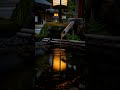 Forest Stream Bliss for Instant Calm, Find Your Peace Now, YouTube Shorts