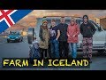 My working experience on FARM IN ICELAND (it was hard) 🇮🇸