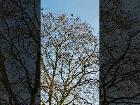 شتاء طيور Sortes Yearofyou اشجار يوميات سورية في هولندا