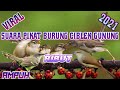 Suara Pikat Burung Ciblek Gunung Ribut Paling Ampuh Mp3 - Mp4 Download
