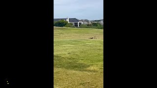 Golfers Capture Mongoose Hunting down a Cobra Snake WoW