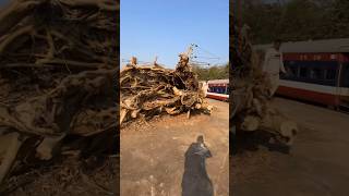 Large Banyan Tree Chopped Off Middle Of Train Station | Kulem Goa India