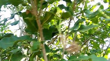 Tỉ Lệ Đậu Trái : Tập 1 Mắcca QN1 2020 Sai Không Ngờ