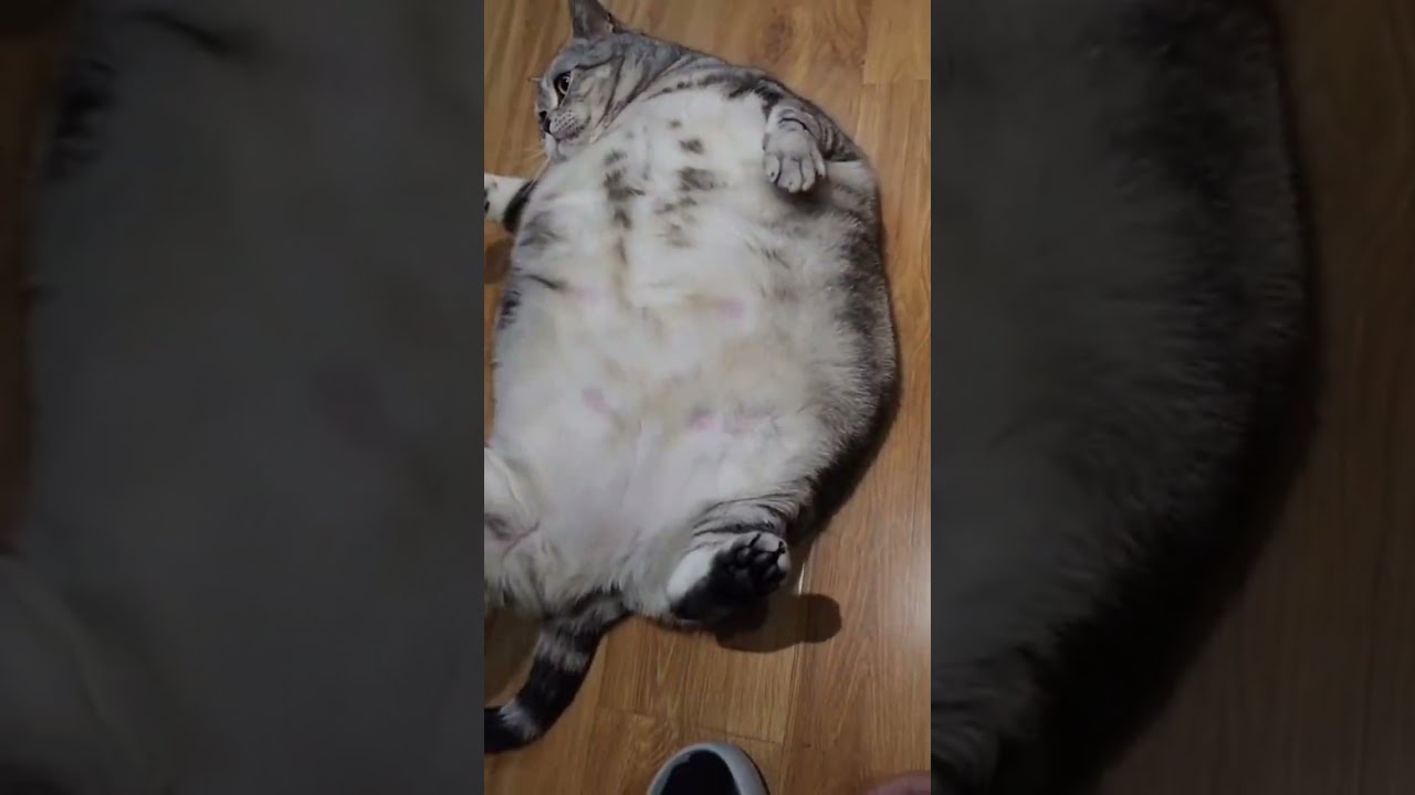Cute Big Fat Cat Shorts