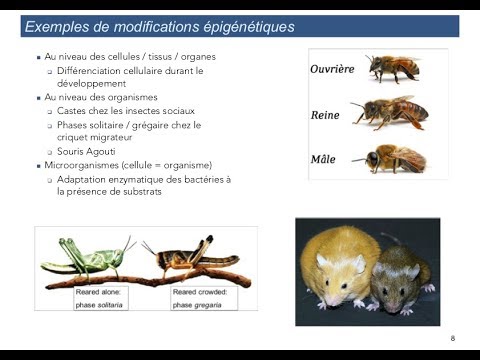 Hérédité génétique et épigénétique, par Jacques van Helden – Séance 1
