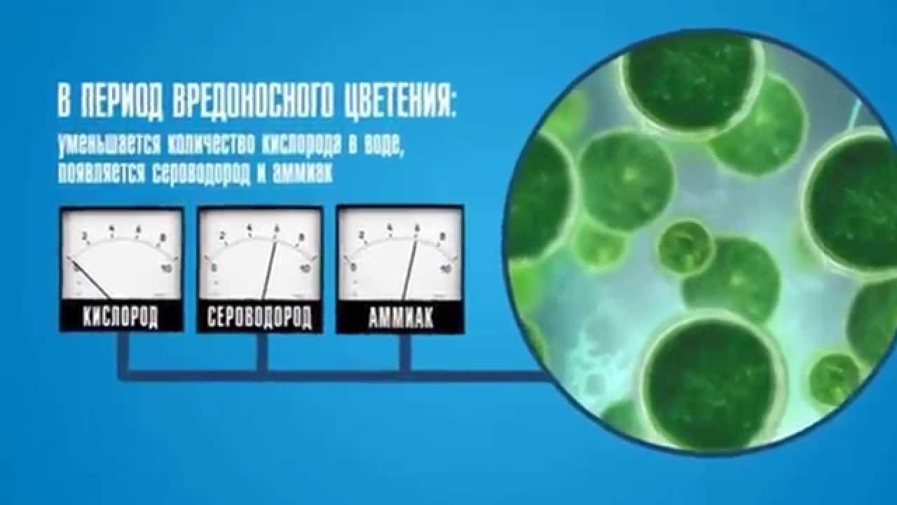 Реферат: Сине-зеленые водоросли