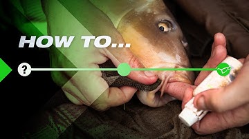 How To Safely Handle Big Carp (Fish Care)
