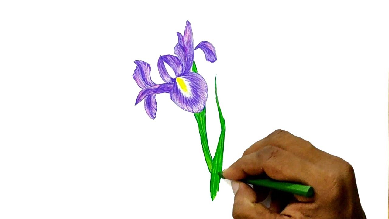 How To Draw An Iris Flower - Faultconcern7