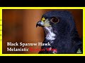 Spartacus, The Black Sparrow Hawk- Melanistic, Short. Broke his Corocoid Bone! (SWAES)