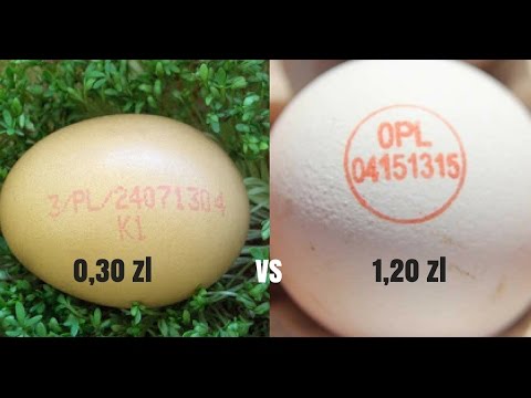 Wideo: Czym Różnią Się Białe Kurze Jaja Od Brązowych
