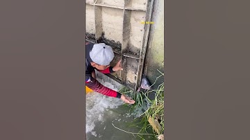 Cá Lớn - phát hiện Rô Phi Khủng bị kẹp 😱 #khacthuyvlogg