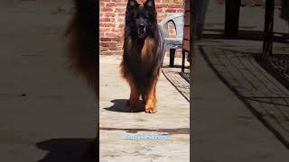 GARMAN LONG COAT  #phonk #ytshor #youtube #explore #follow #jaipur #indai #shorts #reel #dog #wives