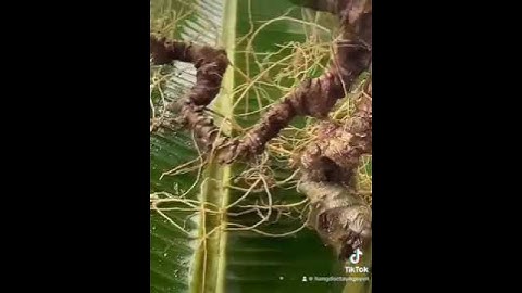 1 củ sâm ngọc linh rừng 90 tuổi 2 lạng 6 e mời các bác siêu tầm gọi 0377965679 e Nguyệt