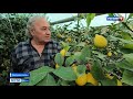 В уникальном крымском лимонарии собирают урожай