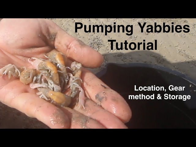 Pumping Yabbies Tutorial - Location, Gear, Method & Storage. Wayne
