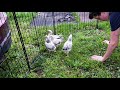 Chicks