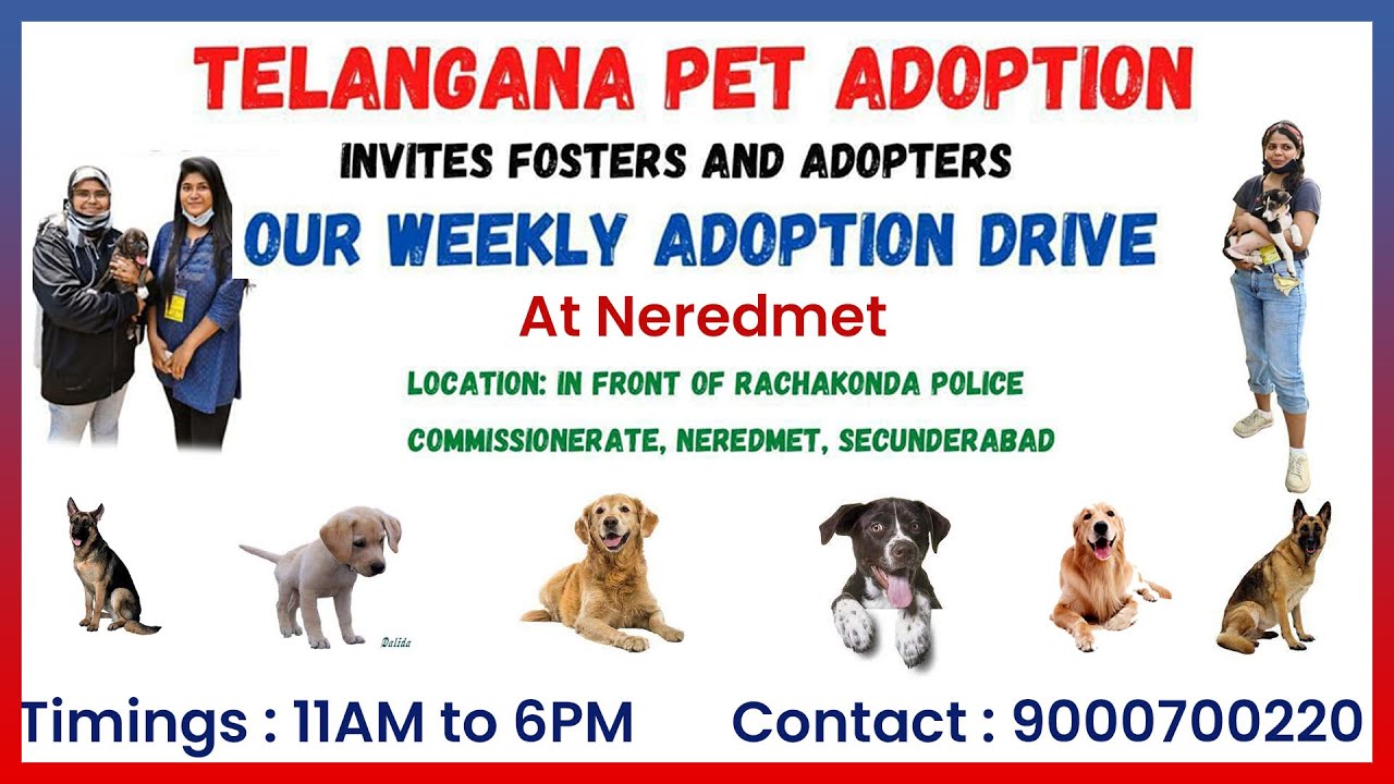 Adopt Dont Buy | Telangana Pet Adoption | Neredmet | for Adoption Call  9000700220  - YouTube