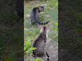 Kitty🐈#lol #viralvideo #funny #cat #shortvideo #trending #amazing #cute #video #animals #trend #love