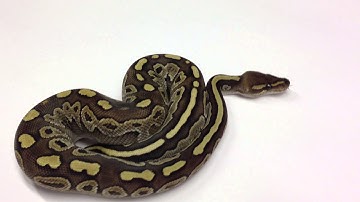 Morphs 101 - Advent Day 6 (Butter Mahogany)