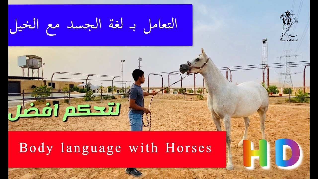 التعامل بلغة الجسد مع الخيل | Body language with horses