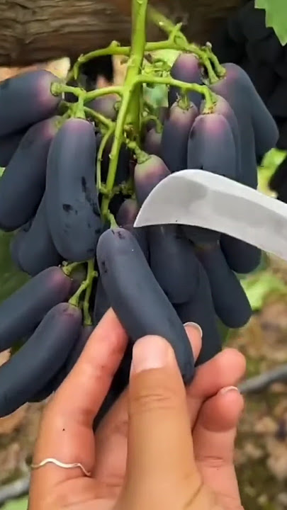 Anggur moondrop tanpa biji #shorts ##fruit #anggur