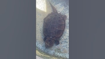 Rùa cá sấu? #shorts