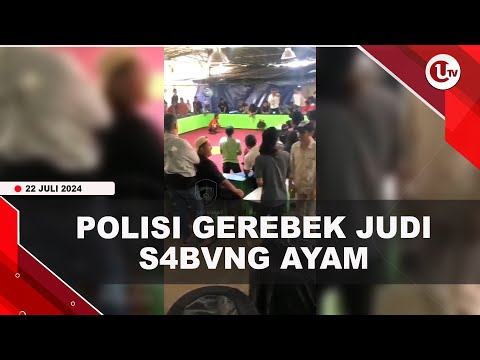 70 ORANG DIAMANKAN DALAM PENGGEREBEKAN JUDI SABUNG AYAM | U-NEWS
