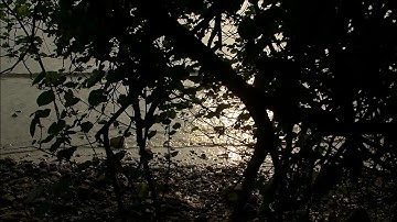 내 주를 가까이 하게 함은/ Nearer My God to Thee/   Ivy String Quartet