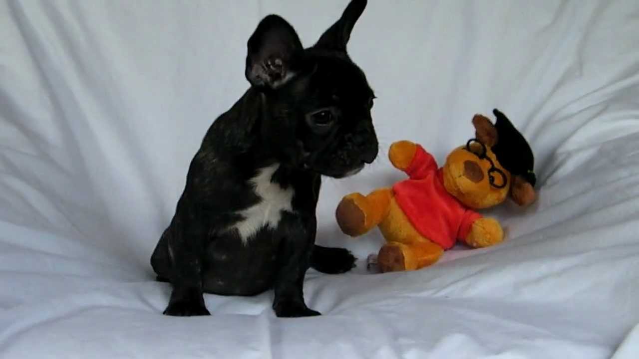 Bouledogue Francese Maschio Femmina Tigrati Youtube